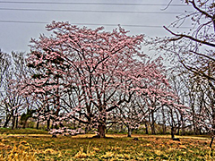 四研究室合同花見 画像1