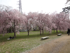 金研合同花見 画像2