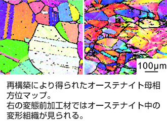 新規組織解析手法の構築 図